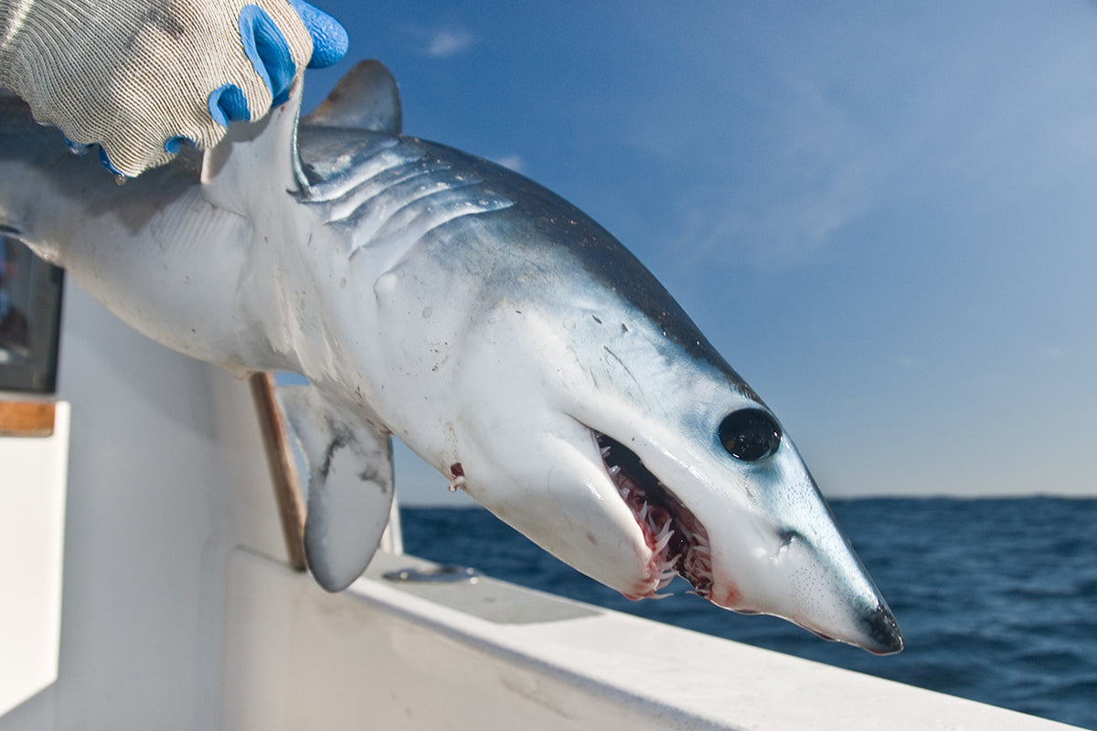 Hawaii Just Became The First US State To Ban Shark Fishing